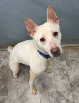 Mixed Breed and Husky Dogs Available for Adoption in Rochester, Indiana - APOLLO | PetCurious