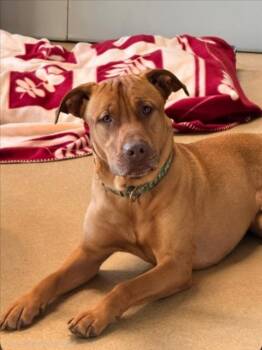 ARNOLD -  Black Mouth Cur and Shar Pei Dog for Adoption in Derwood, Maryland - ARNOLD | PetCurious
