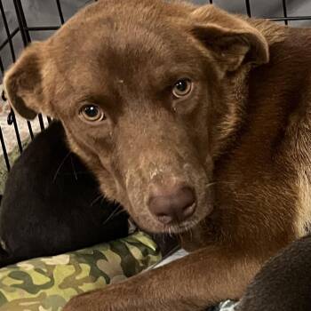 Franny -  Chocolate Labrador Retriever Dog for Adoption in Idaho Falls, Idaho - Franny | PetCurious