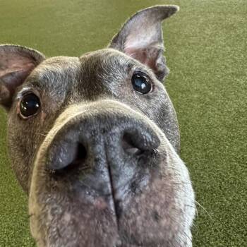 American Bulldog and Mixed Breed Dogs Available for Adoption in West Palm Beach, Florida - Gary | PetCurious
