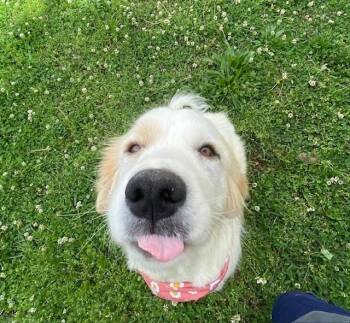 Great Pyrenees Dogs Available for Adoption in Fayetteville, Arkansas - Ruth  | PetCurious