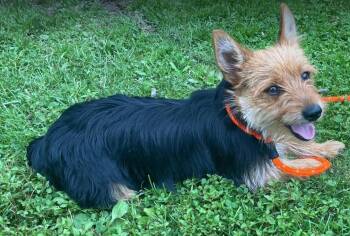 Clarabelle -  Yorkshire Terrier Dog for Adoption in Lewistown, Pennsylvania - Clarabelle | PetCurious
