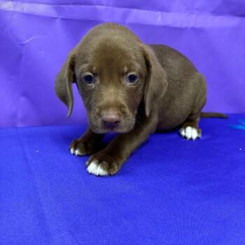 Bonbon -  Labrador Retriever and Mixed Breed Dog Available for Adoption in North Myrtle Beach, South Carolina - Bonbon | PetCurious