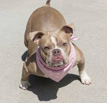 Imara -  Bulldog Dog for Adoption in Palm Springs, Florida - Imara | PetCurious
