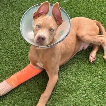 Rescue Mixed Breed Dogs for Adoption in Loxahatchee Groves, Florida - Trigger 6115 | PetCurious