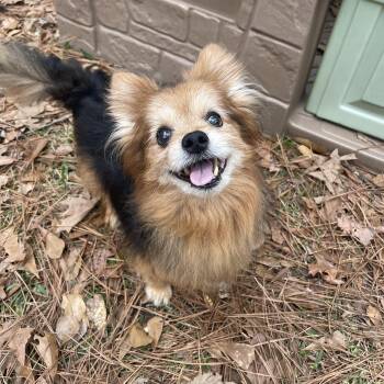 Pomeranian Dogs Available for Adoption - Koda | PetCurious