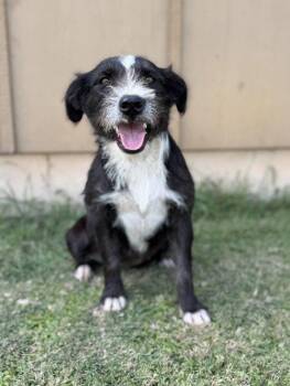 Dana -  Wirehaired Terrier and Border Collie Dog for Adoption in Boerne, Texas - Dana | PetCurious