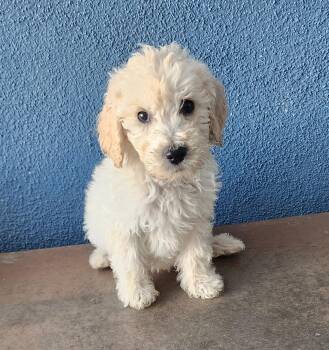 Benny -  Goldendoodle and Standard Poodle Dog for Adoption in Victorville, California - Benny | PetCurious