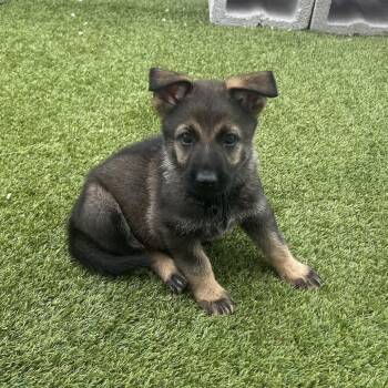Emily 5664 -  German Shepherd Dog Dog for Adoption in Loxahatchee Groves, Florida - Emily 5664 | PetCurious