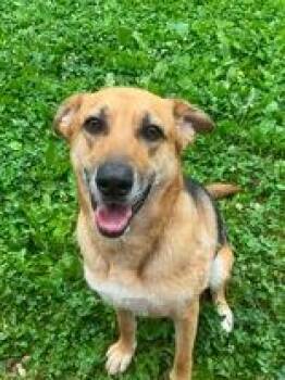 Athena -  German Shepherd Dog Dog for Adoption in Point Pleasant, West Virginia - Athena | PetCurious