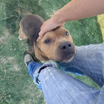 SKY  Available NOW - ADOPTION or RESCUE! -  Mixed Breed Dog for Adoption in Nashville, North Carolina - SKY  Available NOW - ADOPTION Or RESCUE! | PetCurious