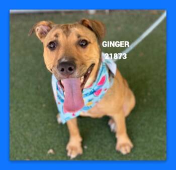 GINGER -  Shepherd Dog for Adoption in Marietta, Georgia - GINGER | PetCurious