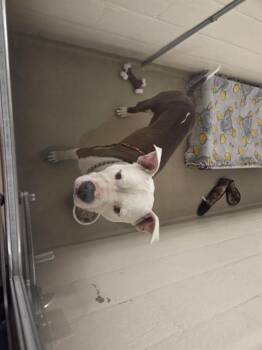OZWALD -  Pit Bull Terrier and Mixed Breed Dog for Adoption in Kent, Washington - OZWALD | PetCurious