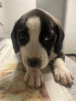 Becky -  Mixed Breed Dog for Adoption in Henderson, North Carolina - Becky | PetCurious