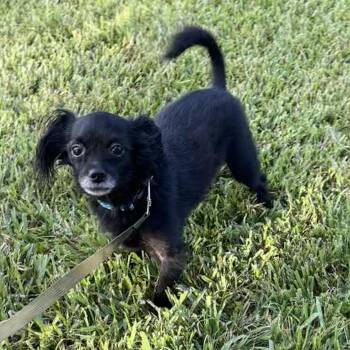 Patch -  Chihuahua Dog for Adoption in Liverpool, Texas - Patch | PetCurious