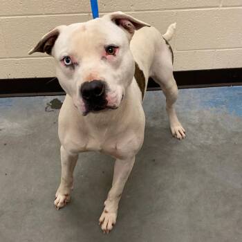 Mixed Breed Dogs Available for Adoption - DAYLITE | PetCurious