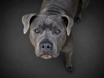 Princess-SPONSORED -  Pit Bull Terrier and Mixed Breed Dog for Adoption in Bowling Green, Kentucky - Princess-SPONSORED | PetCurious
