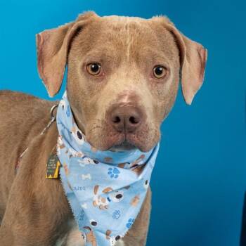 Labrador Retriever and Mixed Breed Dogs Available for Adoption - IZZY | PetCurious