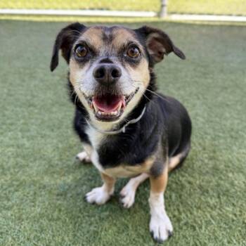Kingston -  Beagle and Pug Dog for Adoption in Long Beach, California - Kingston | PetCurious