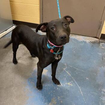Dream -  Mixed Breed Dog for Adoption in Memphis, Tennessee - Dream | PetCurious