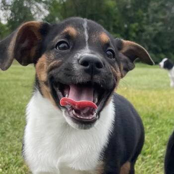 Rogue -  Beagle and Pointer Dog for Adoption in Minneapolis, Minnesota - Rogue | PetCurious