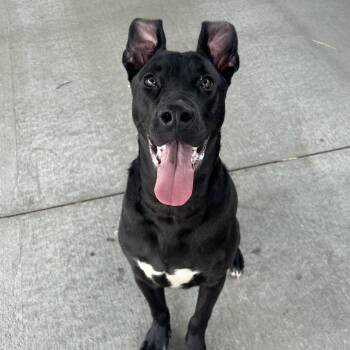 Mixed Breed Dogs Available for Adoption in Emporia, Kansas - Toucan | PetCurious