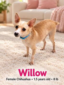Willow -  Chihuahua Dog for Adoption in Walker, Louisiana - Willow | PetCurious
