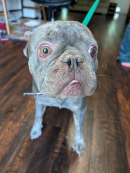Kobe - MI -  French Bulldog Dog for Adoption in Bryan, Texas - Kobe - MI | PetCurious
