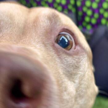 Mateo -  American Staffordshire Terrier and Mixed Breed Dog for Adoption in Glendale, Arizona - Mateo | PetCurious