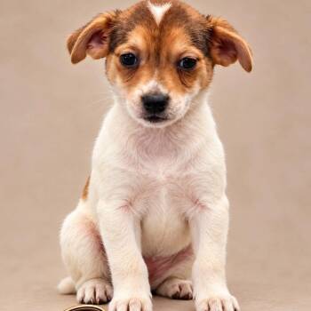 Romeo -  Rat Terrier Dog for Adoption in Mazon, Illinois - Romeo | PetCurious