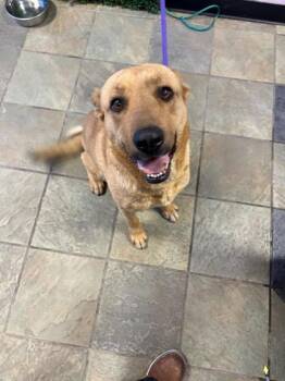 Mixed Breed Dogs Available for Adoption in El Paso, Texas - Roxxy | PetCurious