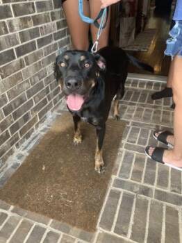 Rescue Rottweiler and Labrador Retriever Dogs for Adoption in Fort Worth, Texas - Ben | PetCurious