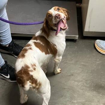 Blanche -  Brittany Spaniel and Mixed Breed Dog for Adoption in Dekalb, Illinois - Blanche | PetCurious