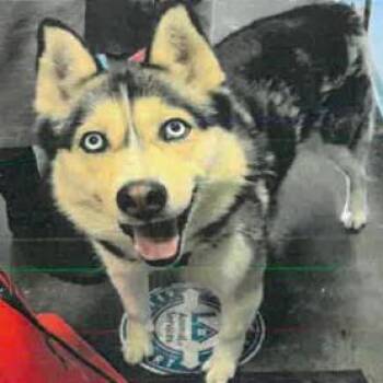 Chiffon A2276968 -  Husky Dog for Adoption in Los Angeles, California - Chiffon A2276968 | PetCurious