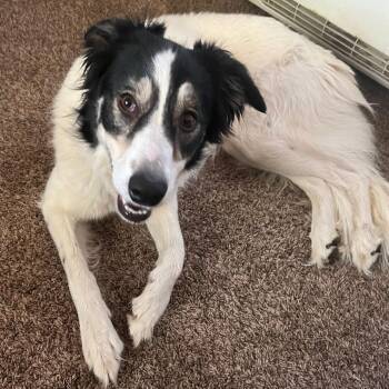 June -  Border Collie Dog for Adoption in Ellensburg, Washington - June | PetCurious