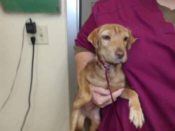 Dachshund and Mixed Breed Dogs Available for Adoption in Santa Rosa, California - CHASE | PetCurious