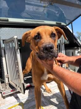 Mike -  Boxer and Mixed Breed Dog for Adoption in Russellville, Kentucky - Mike | PetCurious