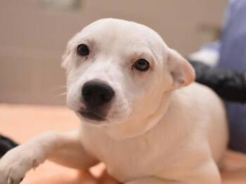 Australian Cattle Dog Blue Heeler and Mixed Breed Dogs Available for Adoption in Portland, Oregon - Plum | PetCurious