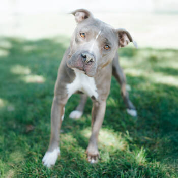 Rescue Pit Bull Terrier Dogs for Adoption in Northbrook, Illinois - Spirit | PetCurious