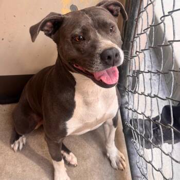 IVHS-Stray-141993 -  Pit Bull Terrier Dog for Adoption in San Gabriel, California - IVHS-Stray-141993 | PetCurious