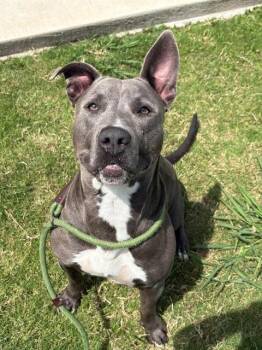 GYPSY -  American Staffordshire Terrier and Mixed Breed Dog for Adoption in Forney, Texas - GYPSY | PetCurious