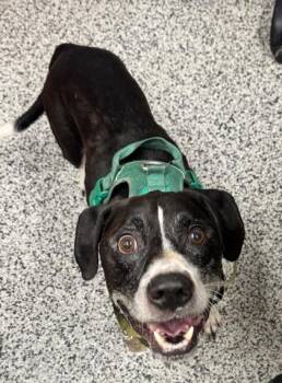 Oscar -  Mixed Breed Dog for Adoption in West Chester, Pennsylvania - Oscar | PetCurious