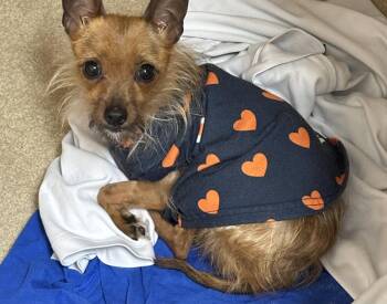 Yorkshire Terrier Dogs Available for Adoption in Milton, Georgia - Albie Amy | PetCurious