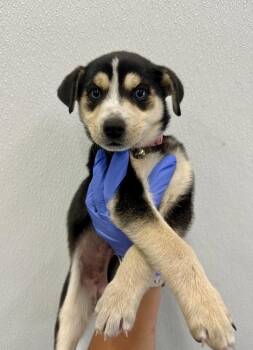 Siberian Husky Dogs Available for Adoption in Victorville, California - Ella | PetCurious