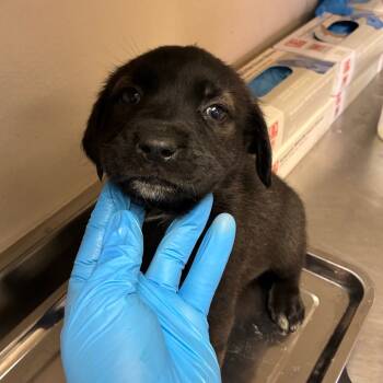 Rescue Labrador Retriever Dogs for Adoption in San Antonio, Texas - Lexi | PetCurious