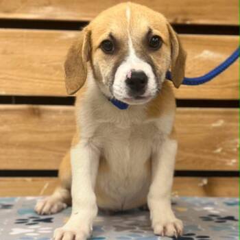 David II -  Beagle Dog for Adoption in Mount Pleasant, Texas - David II | PetCurious
