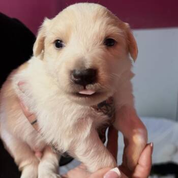 BIRCH -  Border Collie and Mixed Breed Dog for Adoption in Richmond, California - BIRCH | PetCurious