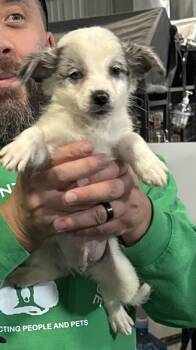 Sean (aka Winston) -  Border Collie and Corgi Dog for Adoption in Papillion, Nebraska - Sean (aka Winston) | PetCurious