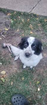 Melodie -  Mixed Breed Dog for Adoption in Taycheedah, Wisconsin - Melodie | PetCurious