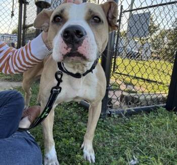 Rescue Mixed Breed Dogs for Adoption in West Chester, Pennsylvania - Koala | PetCurious